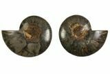 Cut/Polished Ammonite Fossil - Unusual Black Color #132698-1